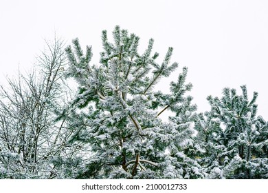 A Snowy Evergreen Tree Branches In Winter