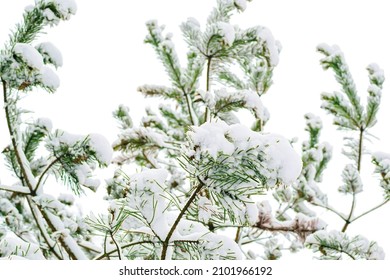 A Snowy Evergreen Tree Branches In Winter