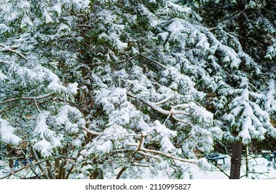 A Snowy Evergreen Tree Branches In Winter