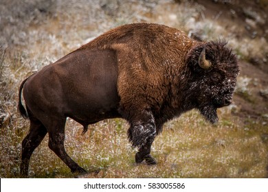 Snowy Face Bison