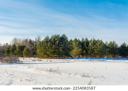 A snowy field with dry grass breaking through, a forest dominated by coniferous trees. Winter landscape on a sunny day with blue sky and transparent light clouds