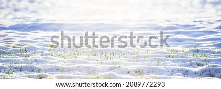 snowy field illuminated by the rays of the sun. Green grass grows through the snow, which is focused in the foreground of the photo.