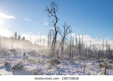 Snowy Field In Stanislaus National Forest