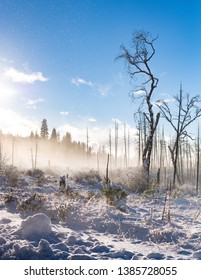 Snowy Field In Stanislaus National Forest