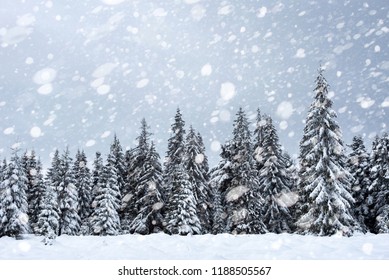 Snowy fir trees in winter forest at snowfall. Snowflakes and Christmas concept - Shutterstock ID 1188505567