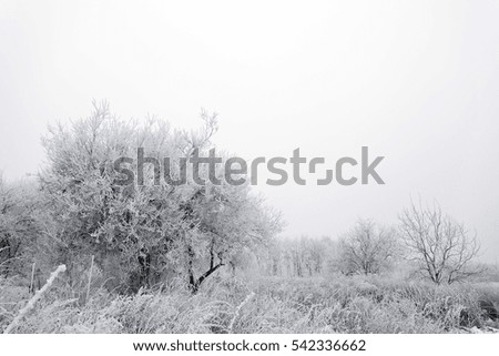 Similar – Image, Stock Photo powder forest Environment