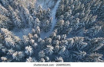 Snowy Forest Background. Trees Covered With Heavy Snow Above Drone View