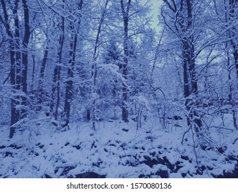 Snowy Forest Backyard  In Orange County 