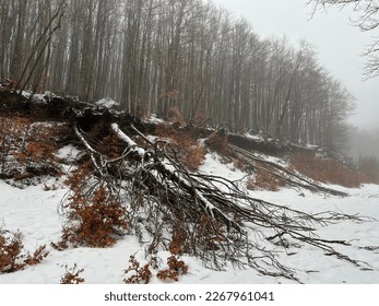 a snowy forest and fallen tree - Shutterstock ID 2267961041
