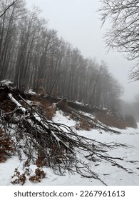 a snowy forest and fallen tree - Shutterstock ID 2267961613