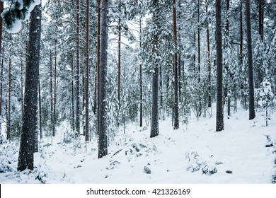 Snowy Forest In Finland