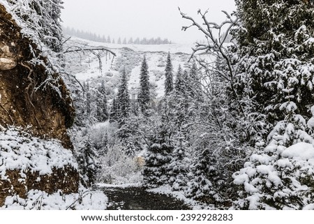 snowy forest near the Lake Kaindy in the Kungei Alatau gorge, Kazakhstan