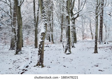 Snowy forest on a cold day in the Eifel