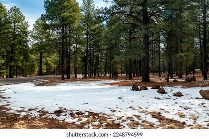 Snowy forest on the edge of calm Kaibab Lake, near Tusayan. Arizona - Powered by Shutterstock