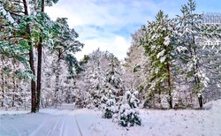 Snowy Forest On Winter Landscape