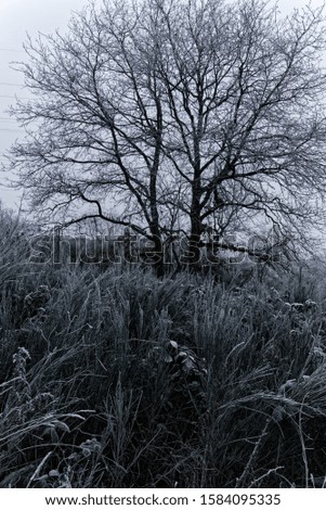 Image, Stock Photo Old apple tree Tree