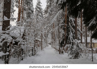 Snowy forest path between tall pine trees heavily covered in snow. Serene and peaceful winter scene. Untouched snow and towering trees evoke sense of calm and natural beauty. Winter wonderland - Powered by Shutterstock