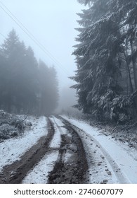 Snowy forest path. The image captures a serene, mysterious winter scene through dense evergreen trees. 
