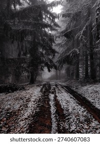 Snowy forest path. The image captures a serene, mysterious winter scene through dense evergreen trees. 