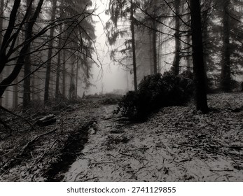 Snowy forest path. The image captures a serene, mysterious winter scene through dense evergreen trees. 