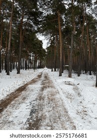 Snowy forest path surrounded by tall pine trees, leading into a serene and quiet winter landscape.