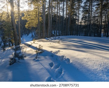 Snowy forest with a path through it. The sun is shining through the trees, casting shadows on the snow
