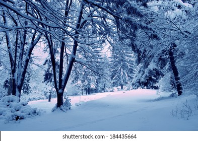 Snowy Forest Thicket