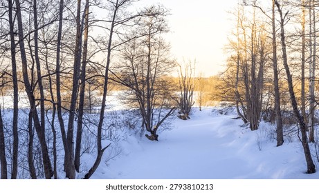 Snowy forest with trees and a path. The trees are bare and the snow is deep. The sun is shining through the trees, creating a warm and peaceful atmosphere