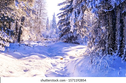 Snowy Forest Winter Landscape View