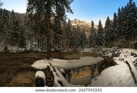 Snowy forest in winter scene. Winter forest in snow. Winter snow scene in forest. Forest in snow winter
