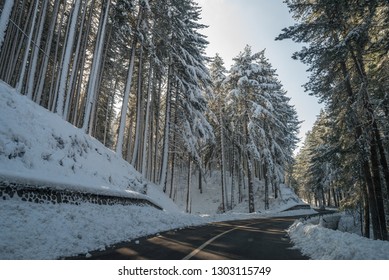 A Snowy Forest In Winter In Sila, Calabria, Southern Italy