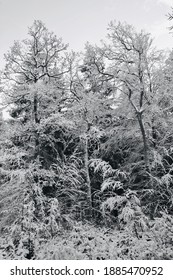 Snowy forest in winter somewhere in the Eifel
