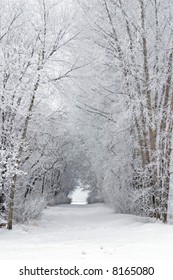 Snowy frost covered tree filled lane in the country
