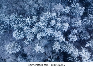 Snowy frozen forest at winter. Blizzard in winter. Aerial view nature in Poland, Europe