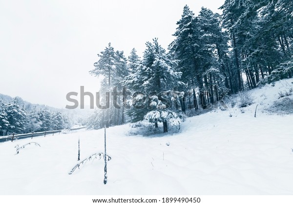 Snowy and frozen trees in the\
winter landscape. Yedigoller National Park. Bolu, Istanbul, Turkey.\
