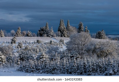 Snowy Hills In Apple Hill California