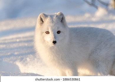 Snowy landscape with a single, alone arctic fox sitting on top of a snow hill. Taken in winter time during bright, sunny day.  - Powered by Shutterstock