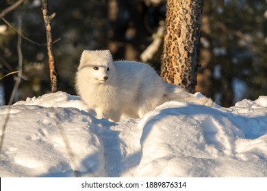 Snowy landscape with a single, alone arctic fox sitting on top of a snow hill. Taken in winter time during bright, sunny day.  - Powered by Shutterstock