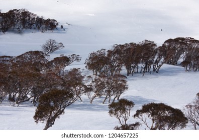 Snowy Landscape With Trees In Perisher Ski Resort In New South Wales In Australia In Winter