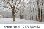 A snowy landscape viewed from a residential backyard behind a two lane street behind a miles long forest on the border of Truesdale and Warrenton, including a collection of southeastern trees