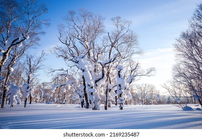 Snowy landscape in the winter forest. Winter snow scene. Snowy forest trees. Winter snow nature landscape