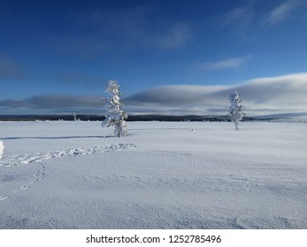 Snowy In Saariselkä, Lapland