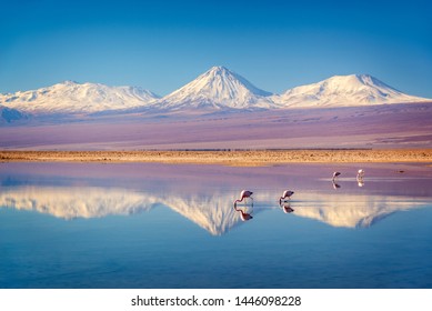 Snowy-Licancabur-Vulkan in den Anden-Bergen reflektieren im Wasser Laguna Chaxa mit Andean-Flamingos, Atacama-Salar, Chile