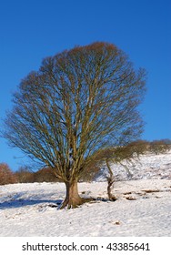 A snowy lone tree