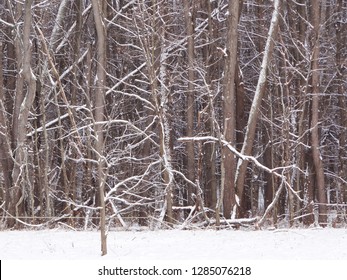 Snowy Maple Sugar Bush On A Farm In Ohio. Maple Trees Ready To Tap For Maple Syrup.