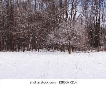 Snowy Maple Sugar Bush On A Farm In Ohio. Maple Trees Ready To Tap For Maple Syrup.