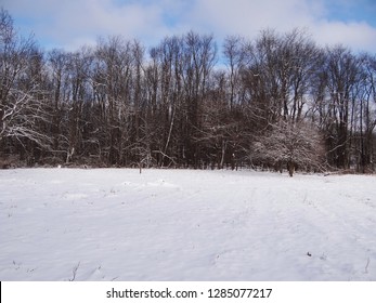 Snowy Maple Sugar Bush On A Farm In Ohio. Maple Trees Ready To Tap For Maple Syrup.