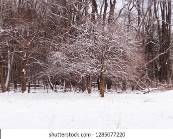 Snowy Maple Sugar Bush On A Farm In Ohio. Maple Trees Ready To Tap For Maple Syrup.