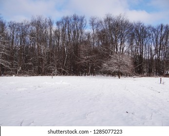 Snowy Maple Sugar Bush On A Farm In Ohio. Maple Trees Ready To Tap For Maple Syrup.