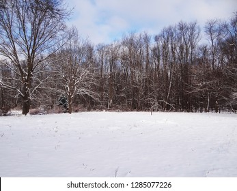 Snowy Maple Sugar Bush On A Farm In Ohio. Maple Trees Ready To Tap For Maple Syrup.